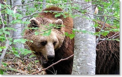 bearbulgaria